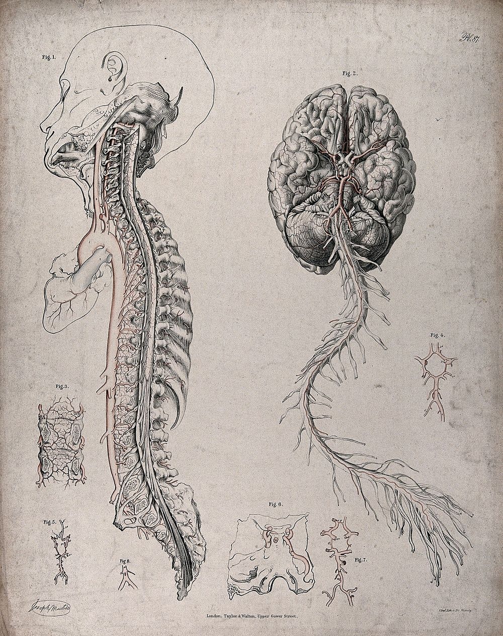 The circulatory system: dissections of the spinal column and the underside of the brain, with arteries and blood vessels…