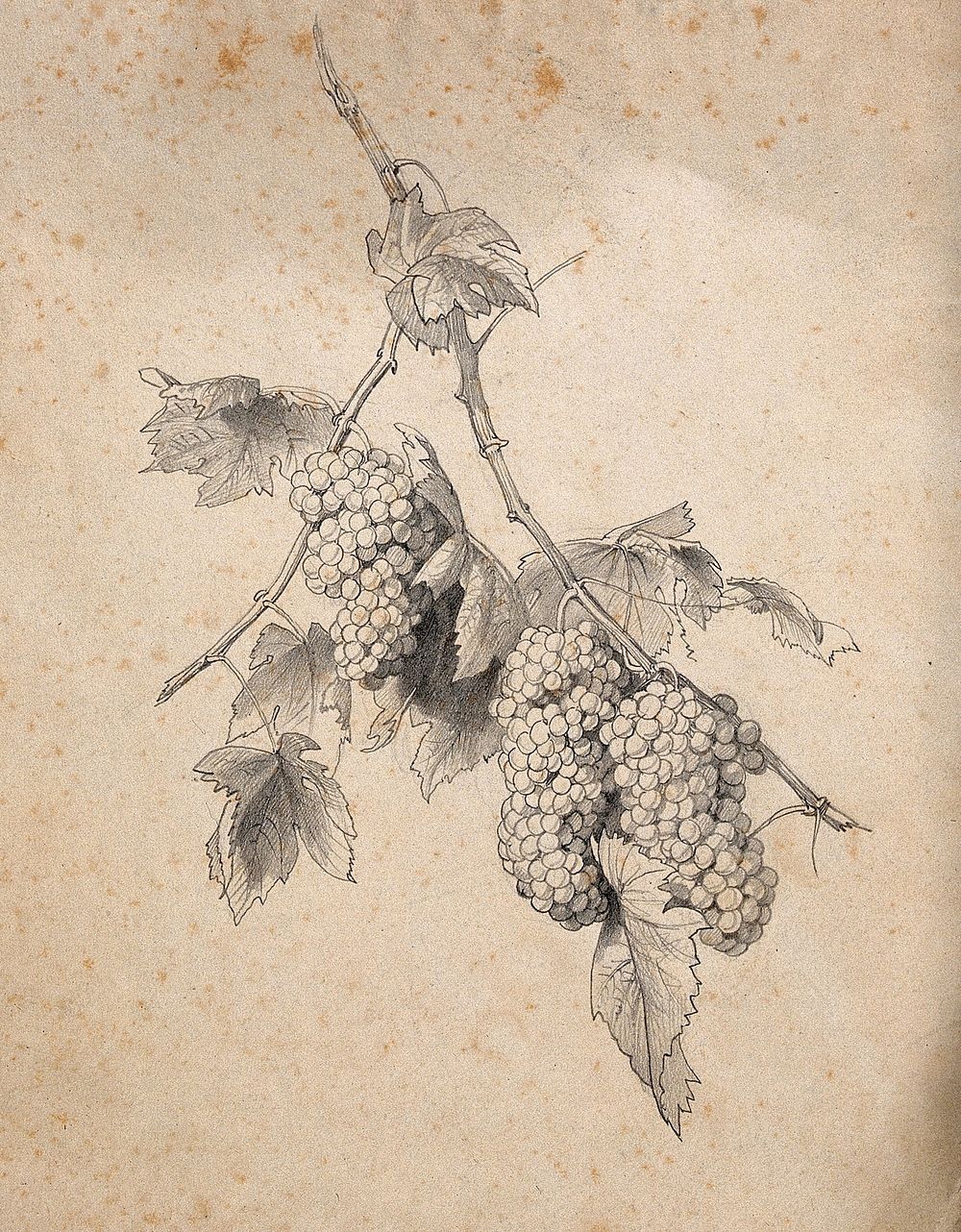 Grape vine with fruit and leaves. Pencil drawing.