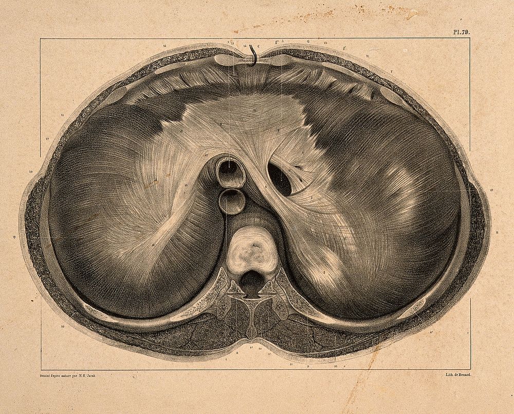 Horizontal dissection of the diaphragm, at the level of the 10th dorsal vertebra. Lithograph by N.H Jacob, 1831/1854.