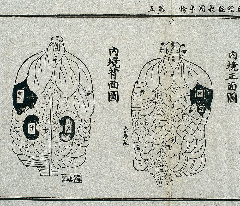 Internal organs, from the Daoist Canon, 15th century Chinese