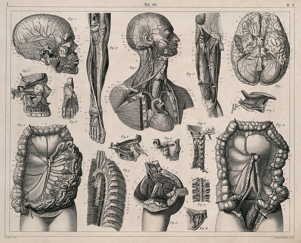 Anatomy: seventeen figures, including dissections illustrating the blood-vessels, brain and viscera. Line engraving by H.…