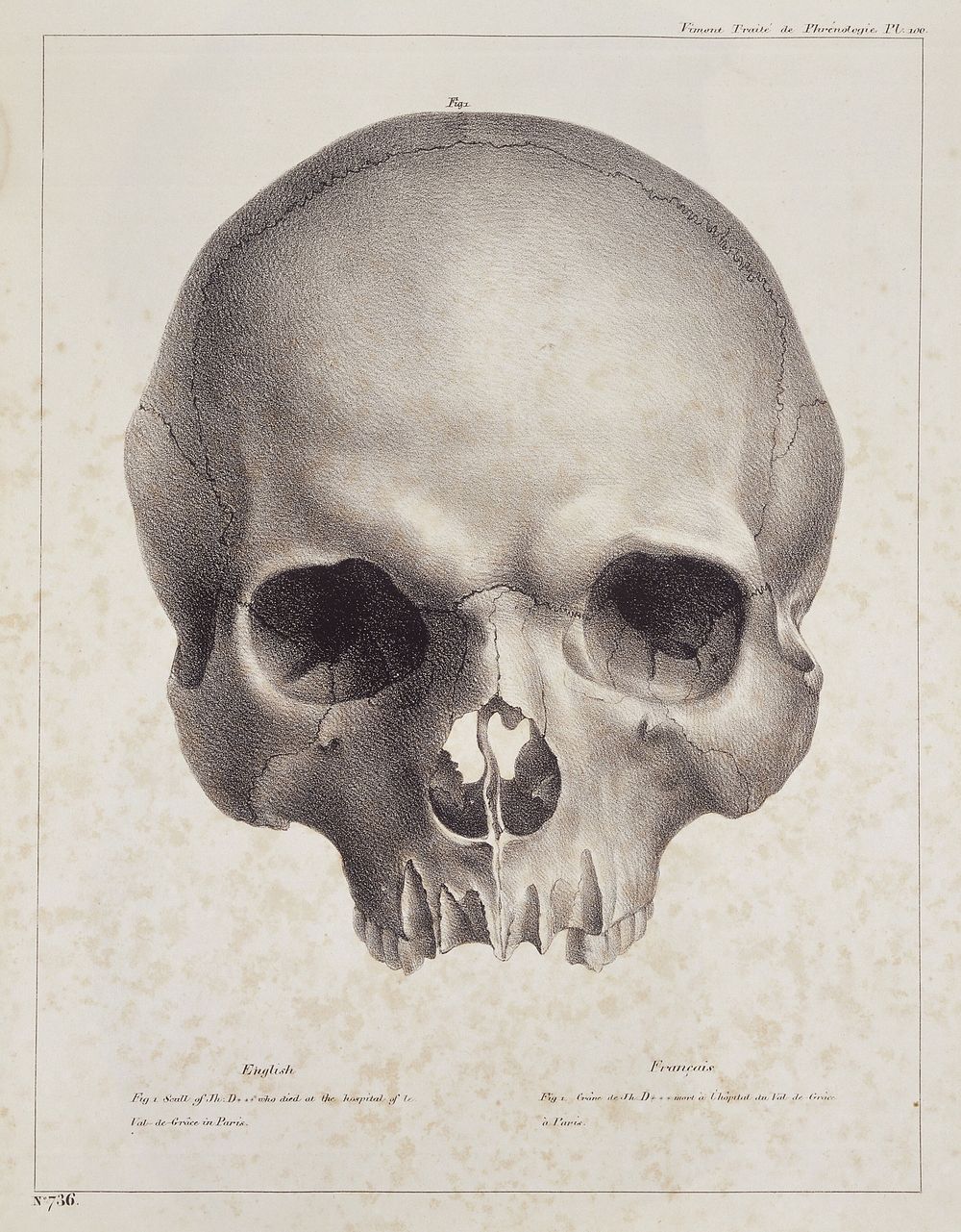 Skull, from Treatise on human and comparative phrenology.