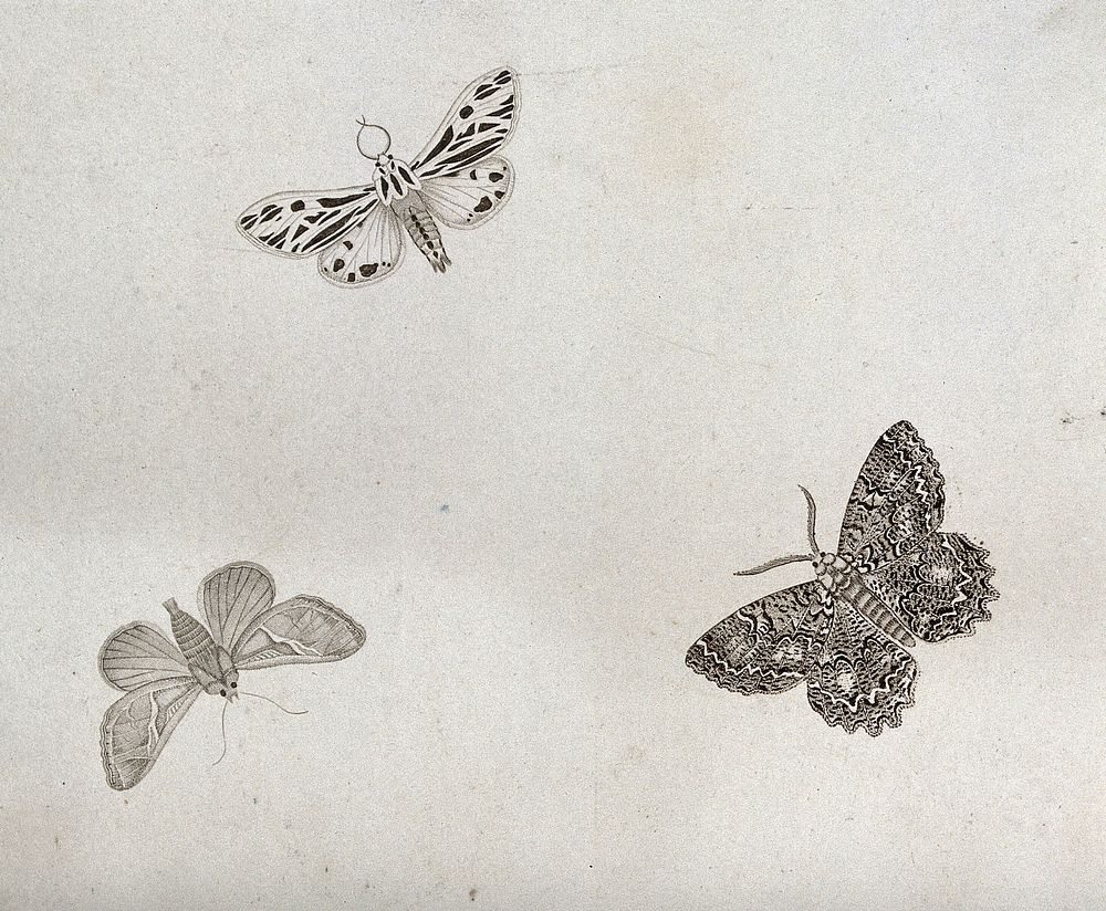 Three moths, one possibly a wood tiger (Nemeophila plantaginis). Stipple engraving with etching.