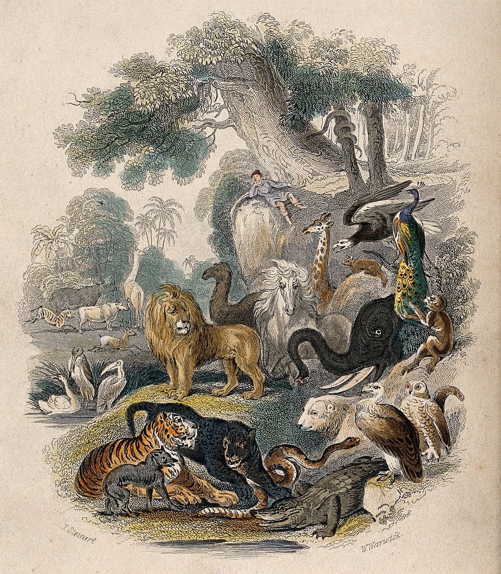 A man, lying on a rock, is looking down on a congregation of animals in an edenic garden. Coloured etching by J. Stewart and…