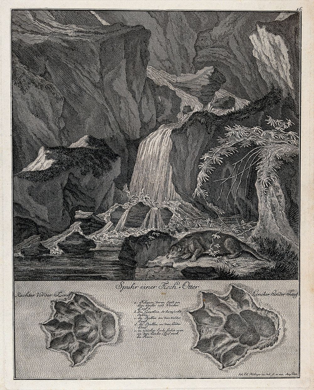 Above, an otter drinking from a stream with a waterfall in the background, below, the otter's tracks. Etching by J. E.…