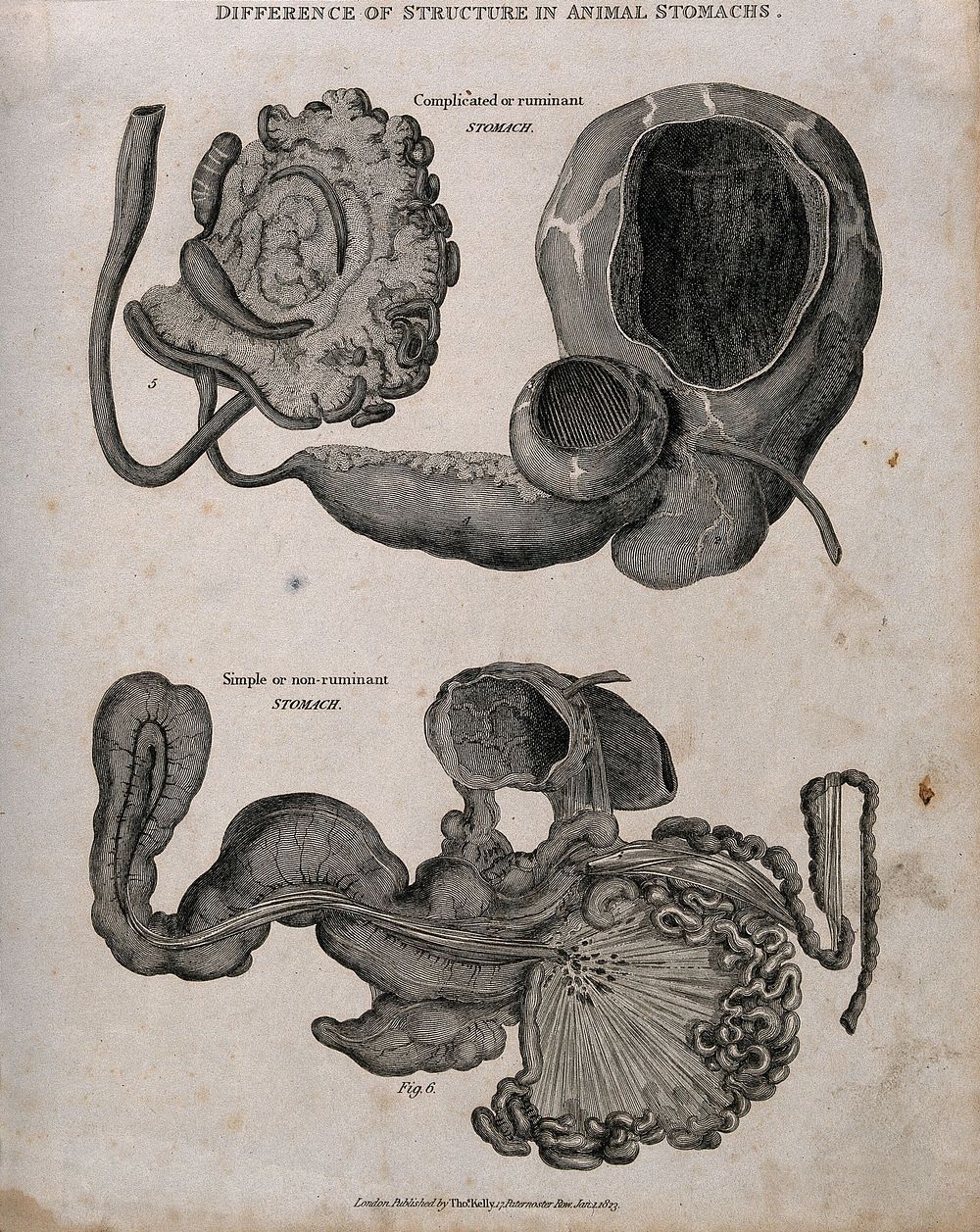 Dissections of two animal stomachs: one ruminant, the other non-ruminant. Etching, 1823.