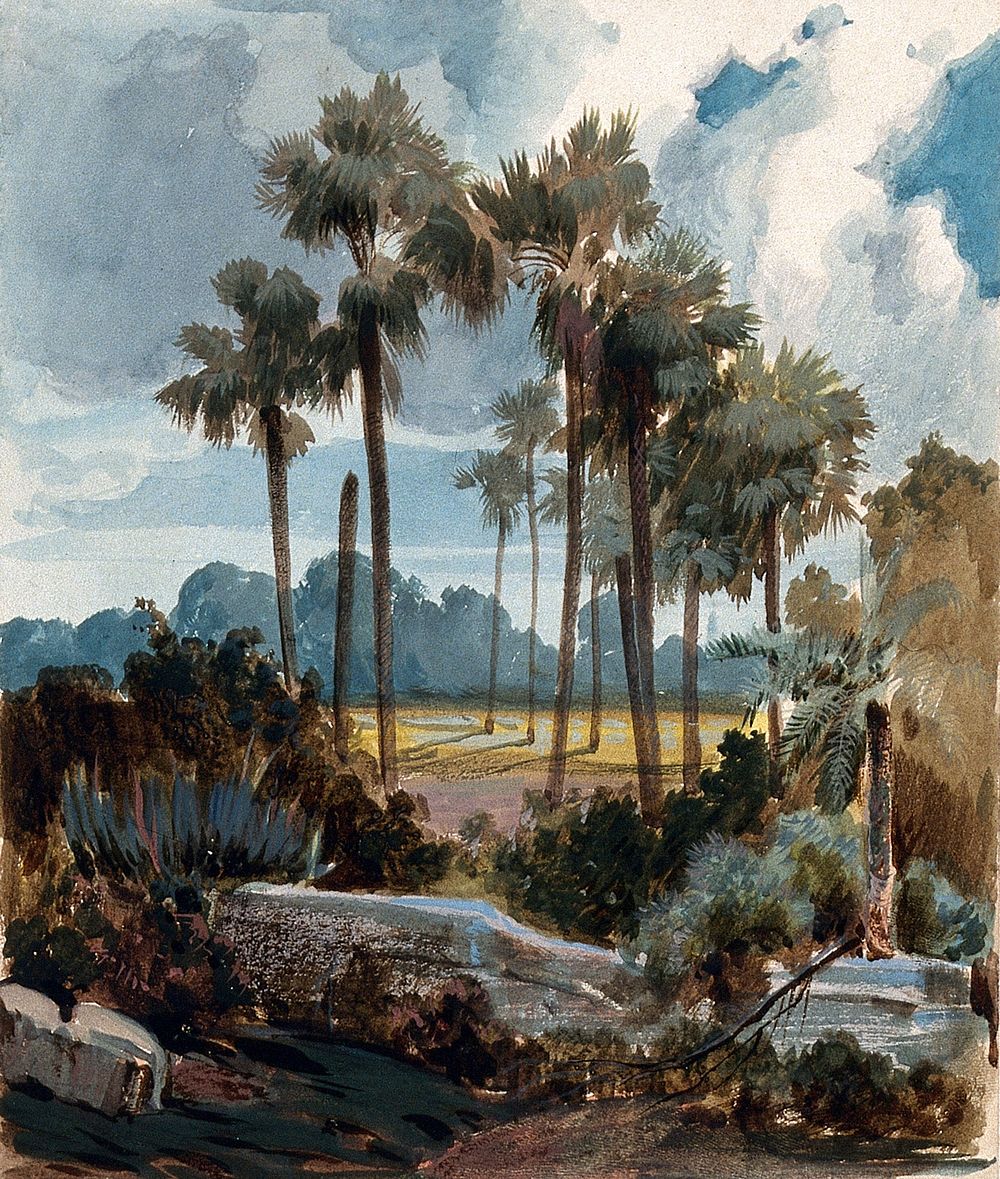 Palmyra palm trees (Borassus flabellifer) near Madras, India. Watercolour by H. Schlagintweit, 1855.