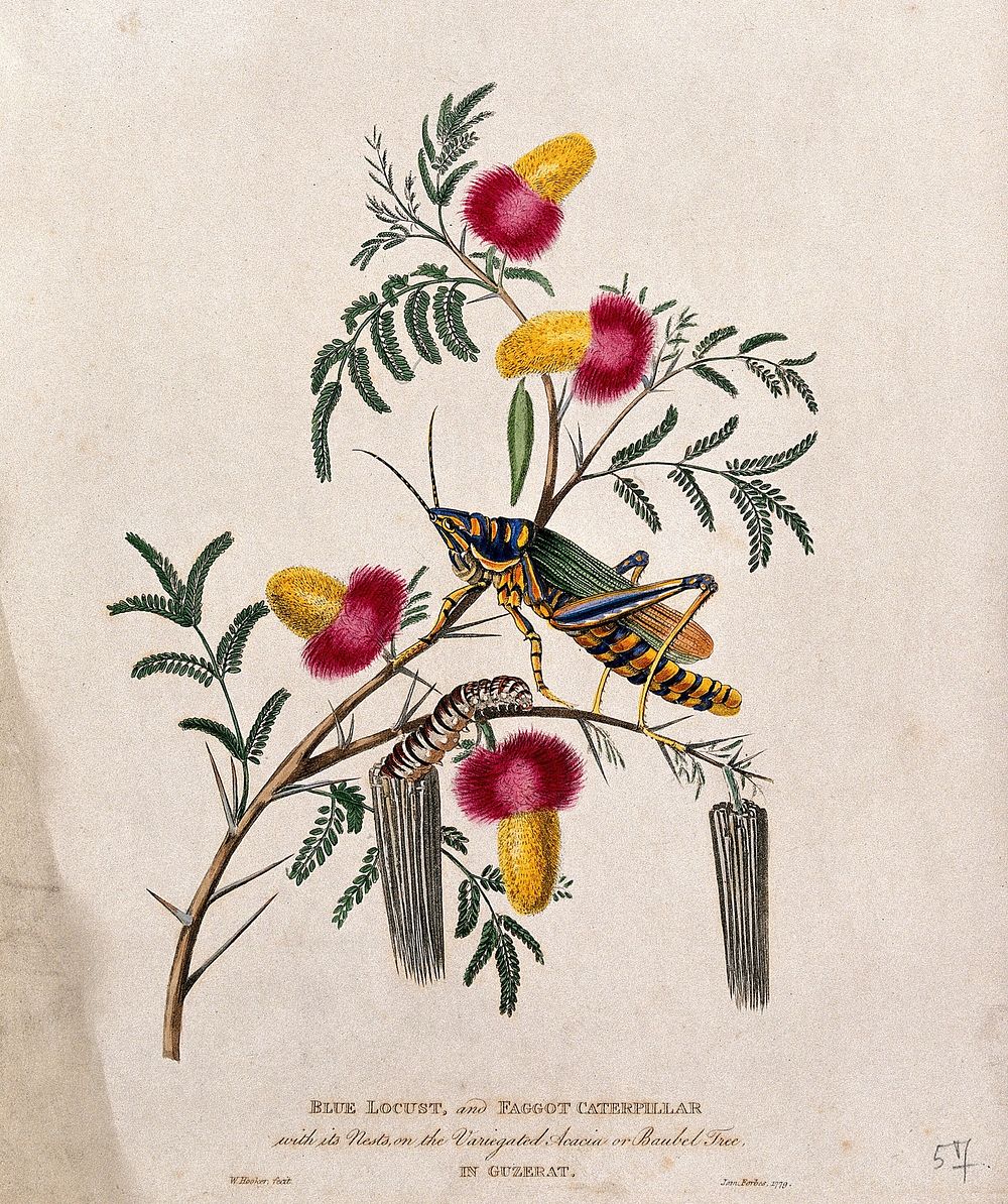 Wattle (Acacia sp.) flowering stem with a blue locust and a faggot caterpillar emerging from its nest. Coloured aquatint by…