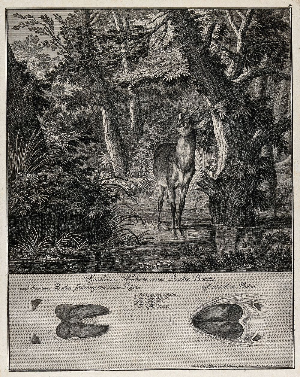Above, a roebuck crossing a shallow stream in the forest, below, its track. Etching by J. E. Ridinger.