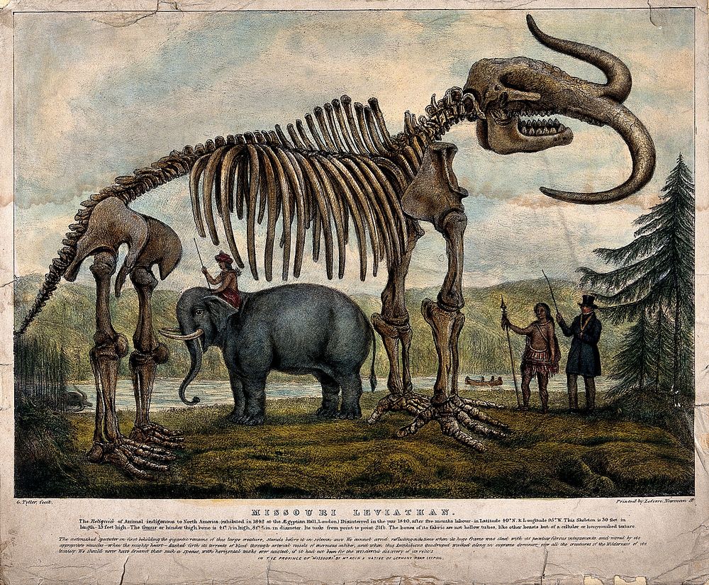 Skeleton of the Missouri Leviathan: the skeleton is shown standing in a pastoral setting, with a Native American shown…