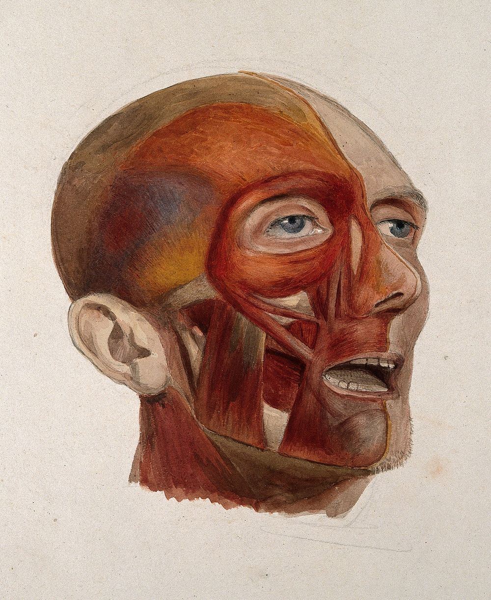 An écorché head of a man: three-quarter view, showing the right-hand side of the head dissected, and the left-hand side…
