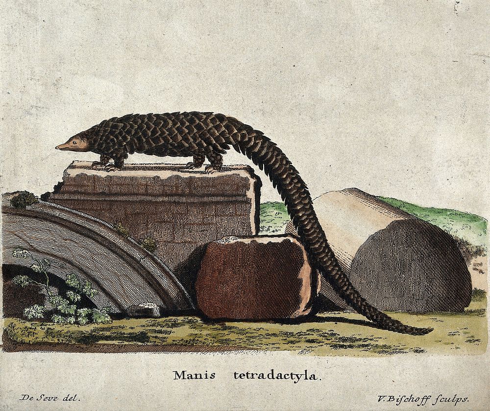 A pangolin or scaly anteater. Coloured engraving by V. Bischoff after J. de Seve.