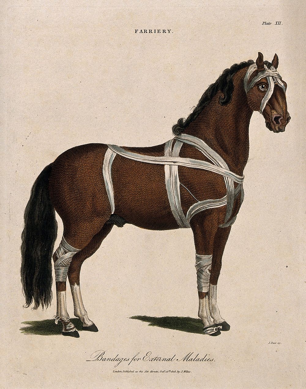 A horse, shown with bandaged head, body and legs. Coloured engraving by J. Pass after Harguinier, 1805.