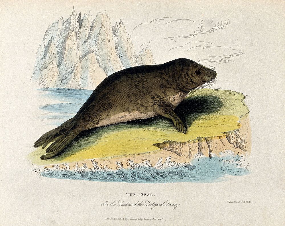 Zoological Society of London: a seal. Coloured etching by W. Panormo.