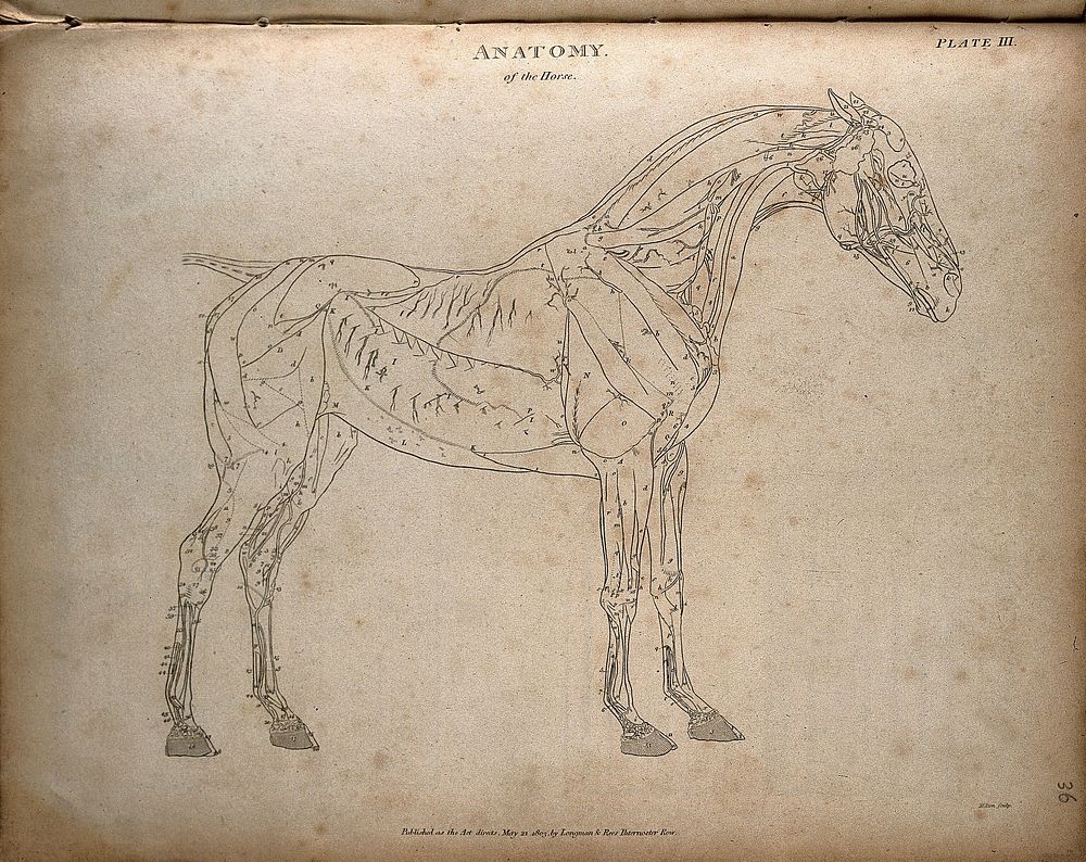 Écorché horse: outline diagram, showing the muscles and blood vessels. Engraving by T. Milton, 1803, after G. Stubbs.