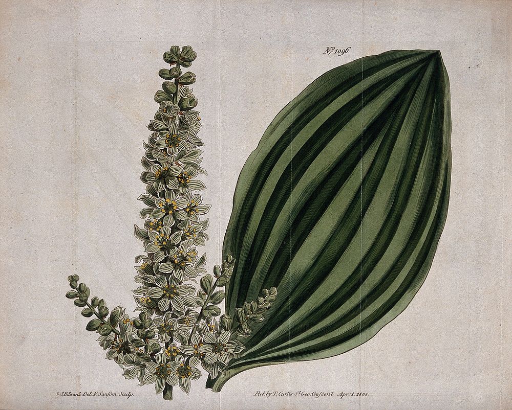 A plant (Helonias viridis): flowering stem and leaf. Coloured engraving by F. Sansom, c. 1808, after S. Edwards.