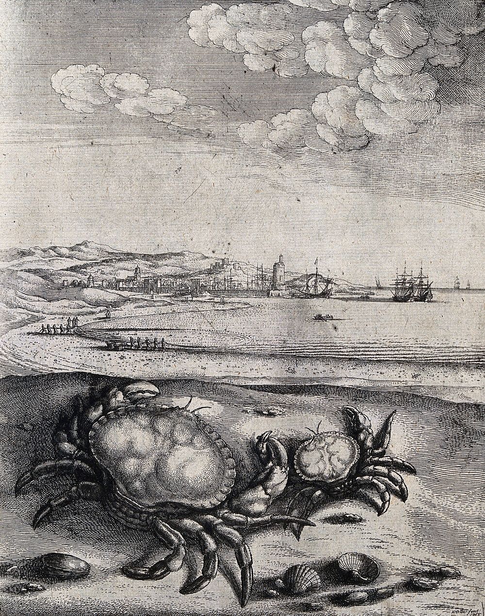A large and a small crab are lying on a sea-shore. Etching by W. Hollar for a fable by J. Ogilby.
