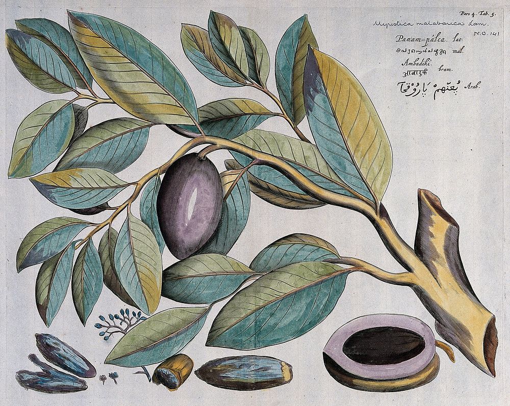 A plant (Myristica malabarica): branch with fruit, kernels, flowers and floral segments. Coloured line engraving.