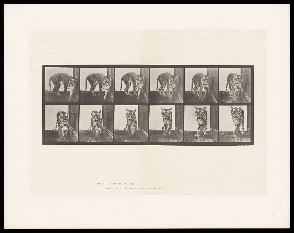 A tiger prowling. Collotype after Eadweard Muybridge, 1887.
