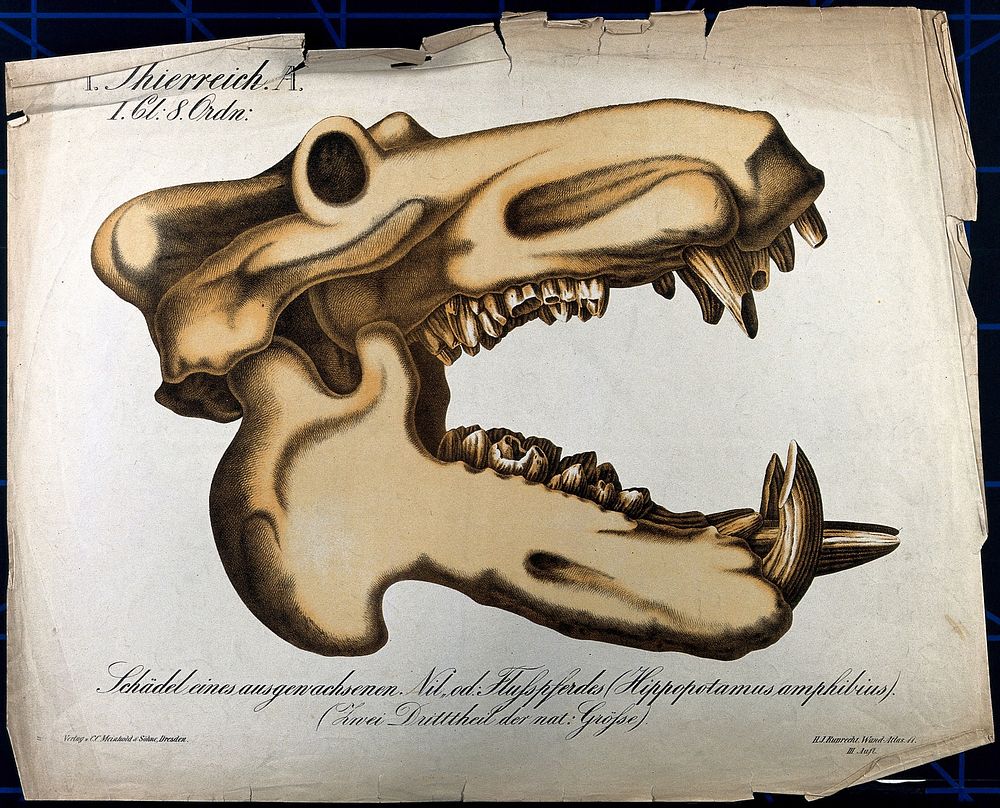 Skull of a hippopotamus, with mouth wide open. Chromolithograph by H.J. Ruprecht, 1877.