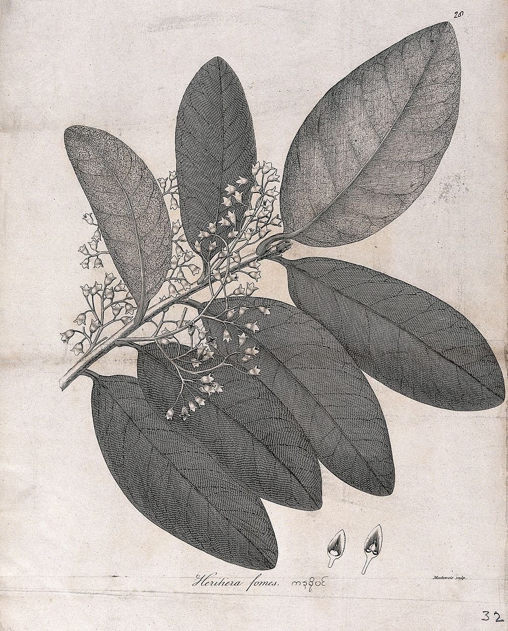 Heritiera fomes: flowering stem with floral segments. Line engraving by Mackenzie, c.1795.