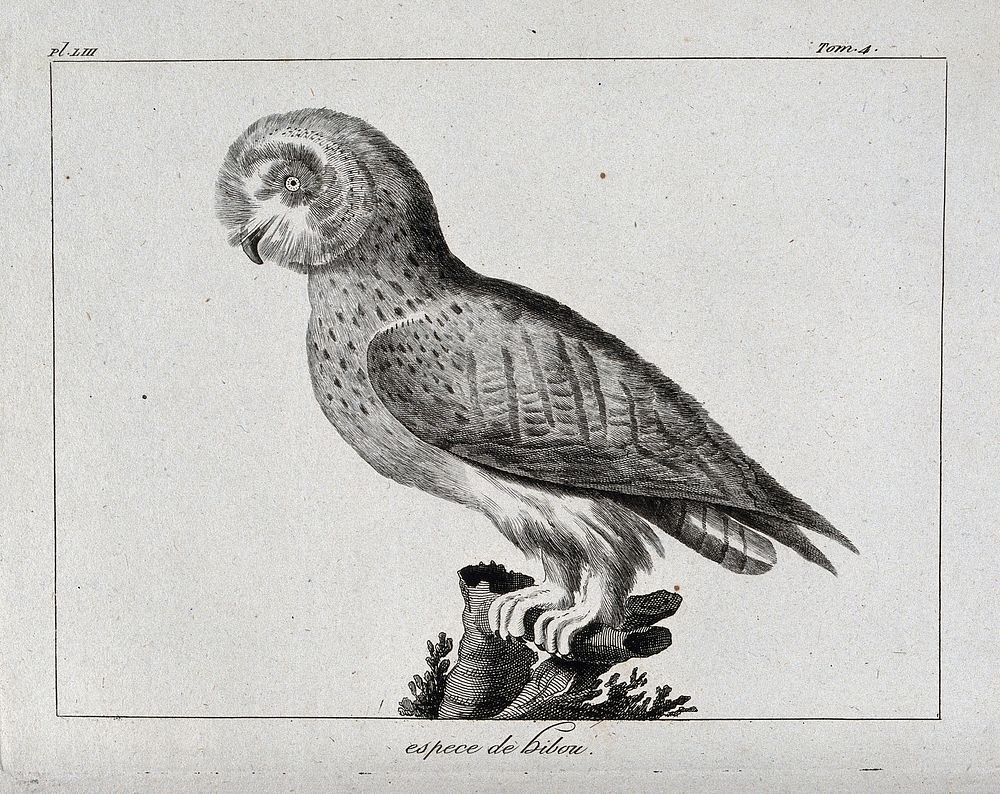 A type of owl. Etching.