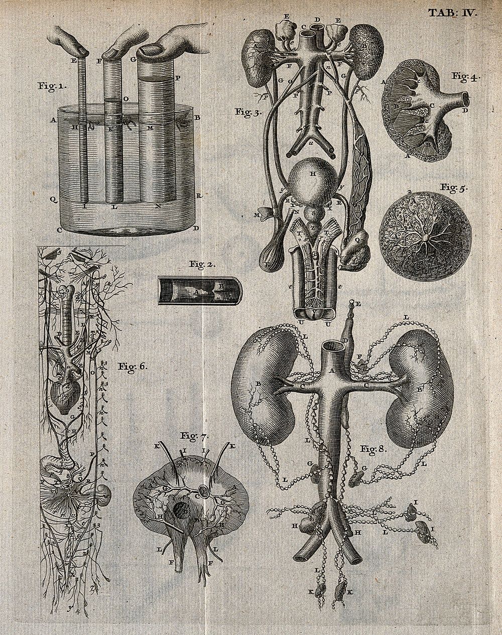 Lymphatic, genitourinary and nervous systems. Engraving, 18th century.