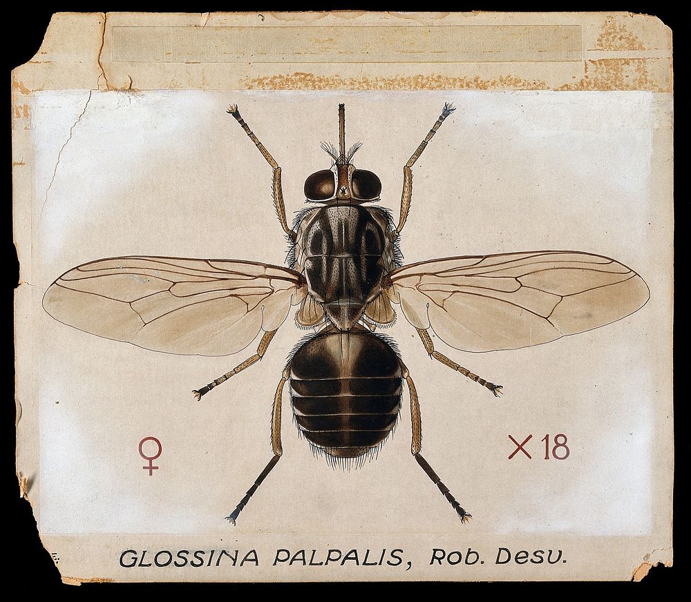 A tsetse fly (Glossina palpalis). Coloured drawing by A.J.E. Terzi.