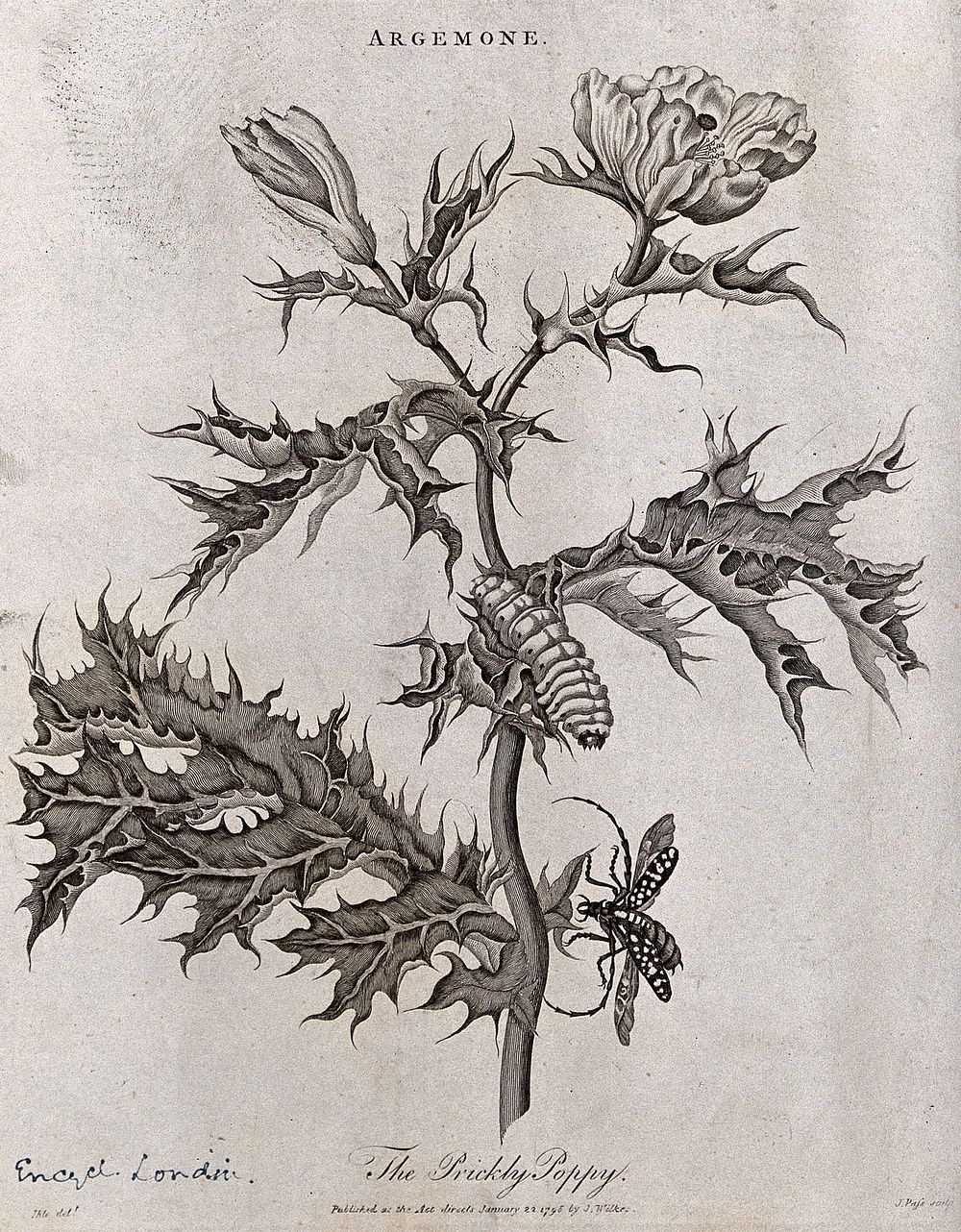Prickly poppy (Argemone mexicana): flowering stem with caterpillar and insect. Etching by J. Pass, c. 1798, after J. Ihle.