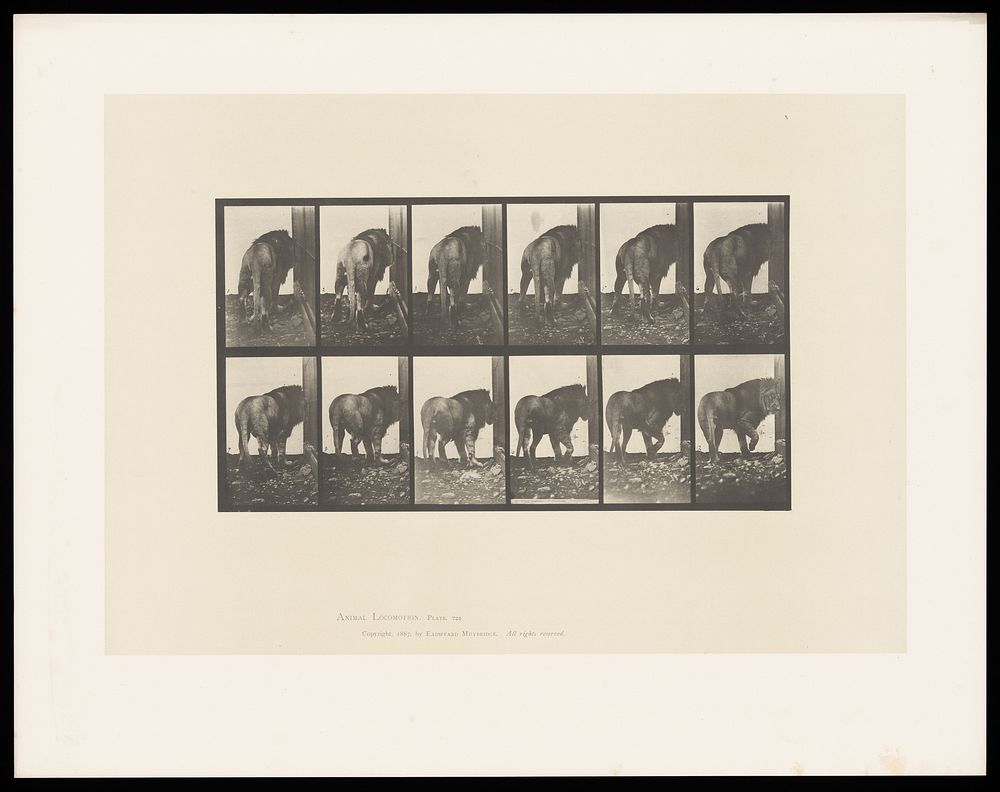 A lion walking. Collotype after Eadweard Muybridge, 1887.