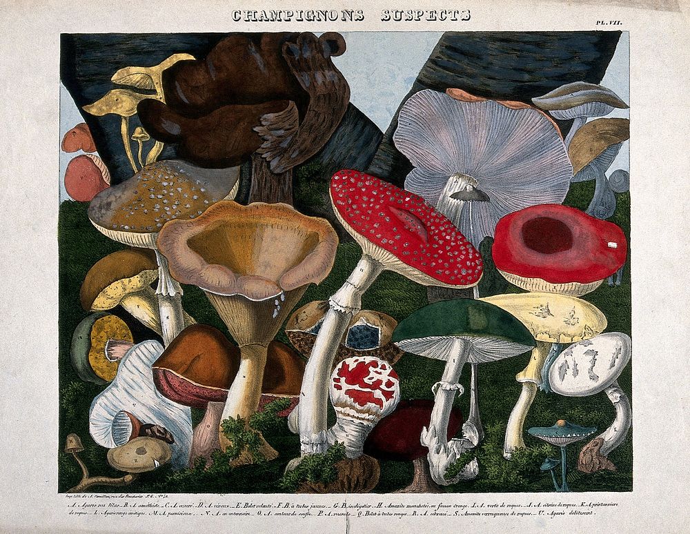 Fungi: twenty species, including the fly agaric (Amanita muscaria), death cap (Amanita phalloides) and Boletus and Agaricus…