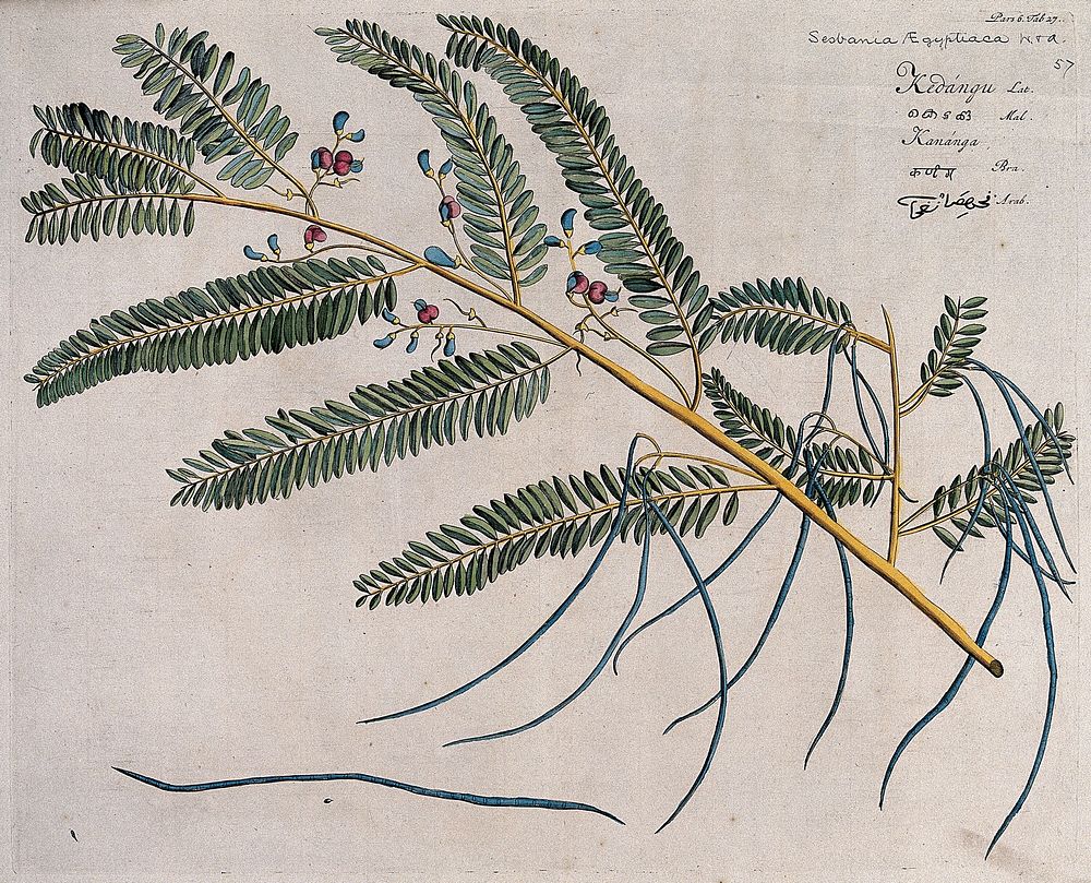 A plant (Sesbania sesban (L.) Merr.): branch with flowers and pods and separate pod and seed. Coloured line engraving.