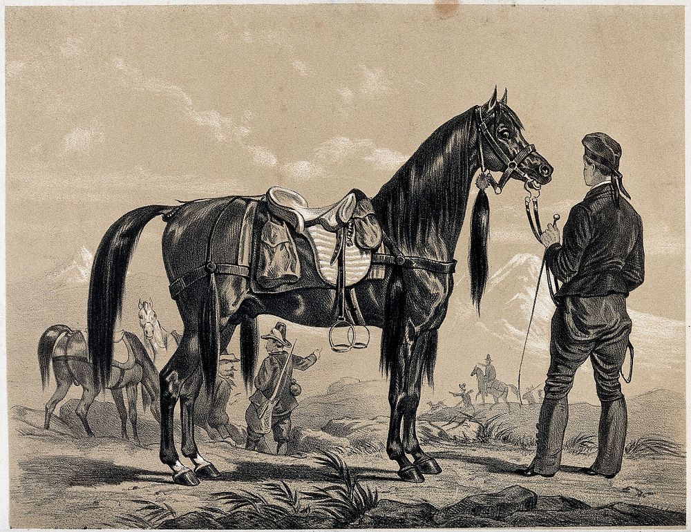 A soldier is holding a thoroughbred arab horse by its reins. Lithograph.