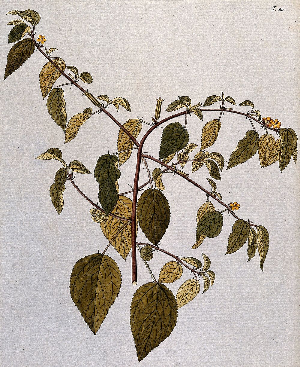 A plant (Corchorus trilocularis L.) related to jute: flowering and fruiting stem. Coloured engraving after F. von Scheidl…
