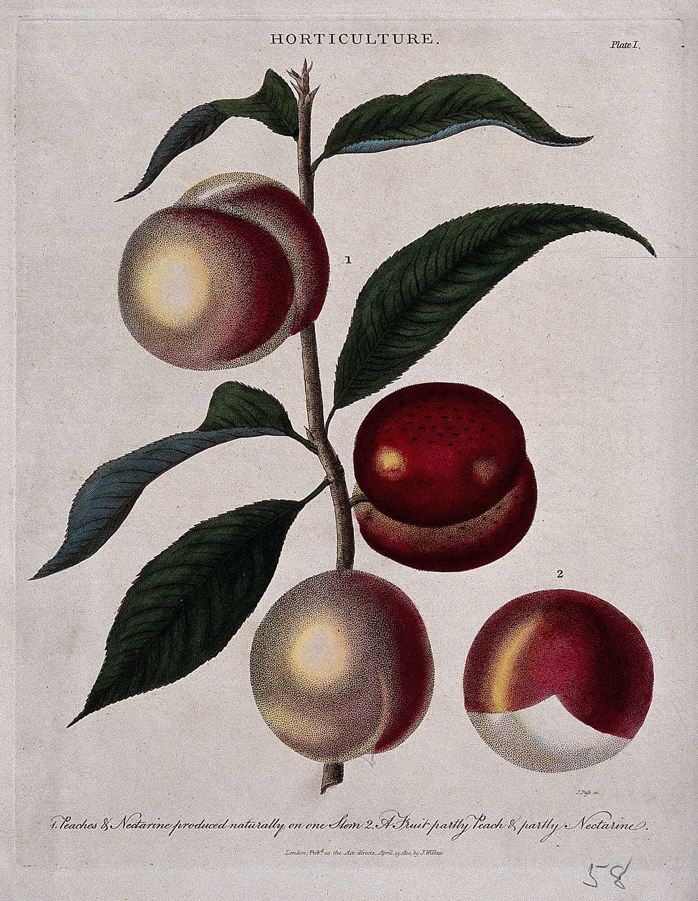 A branch of a Prunus cultivar bearing both peaches and nectarines. Coloured etching by J. Pass, c. 1810.
