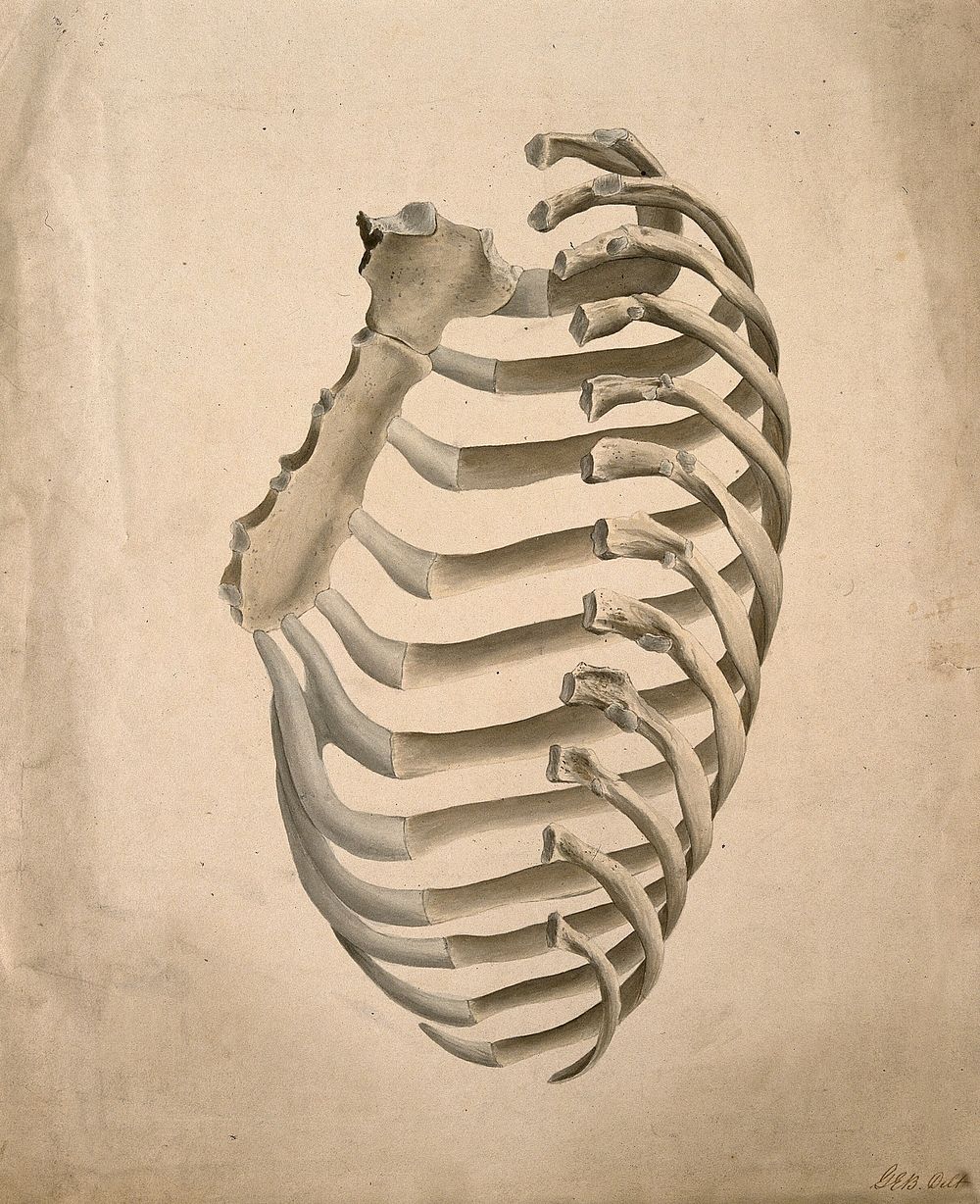 Sternum and right side of rib cage, seen from behind. Watercolour by G.E. Blenkins after a design engraved by A. Bell, 1831.