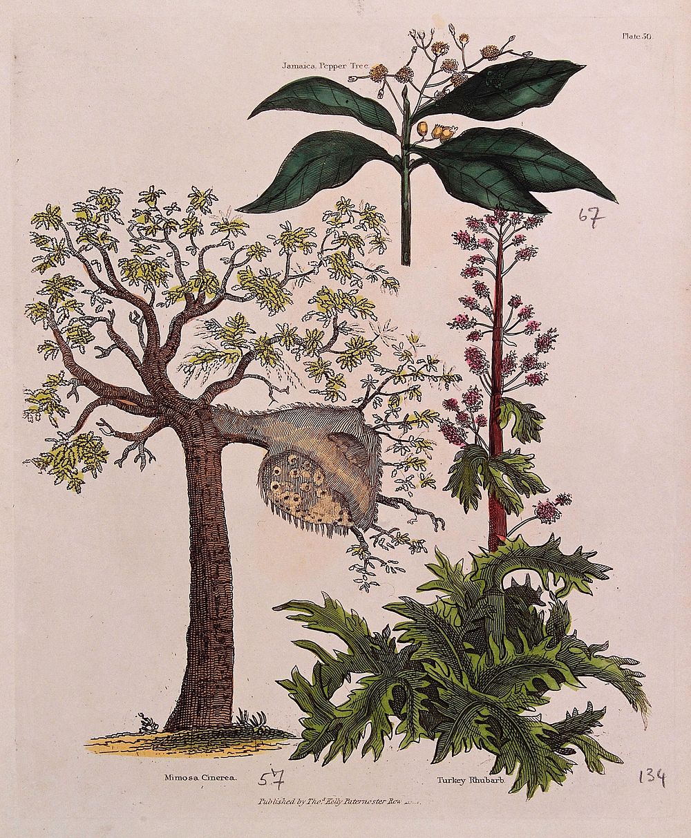 A galled tree (Mimosa cinerea), a Jamaica pepper tree (Pimenta dioica) and a Turkey rhubarb plant (Rheum palmatum). Coloured…