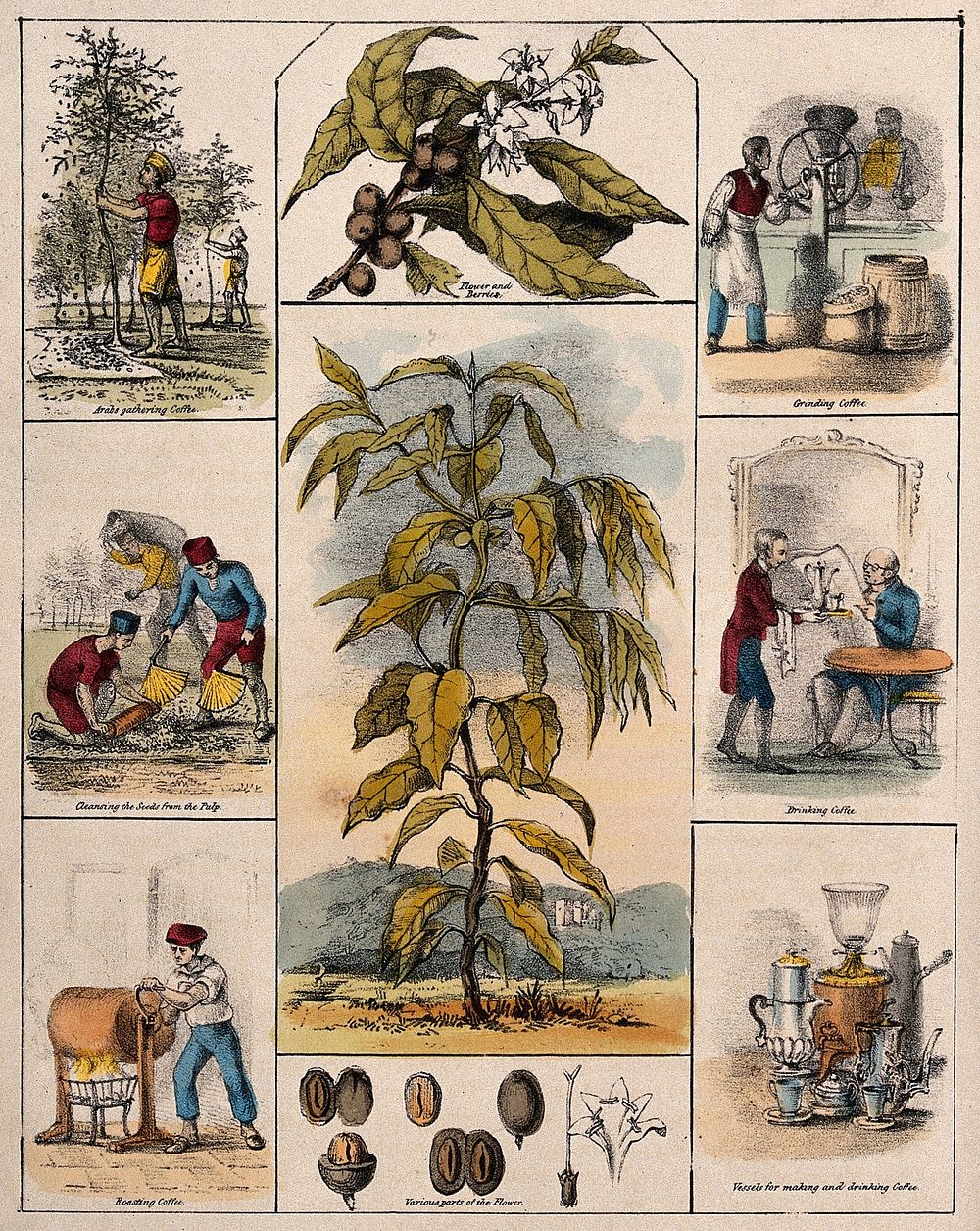 A coffee plant (Coffea arabica), its flower and fruit segments bordered by six scenes illustrating its use by man. Coloured…