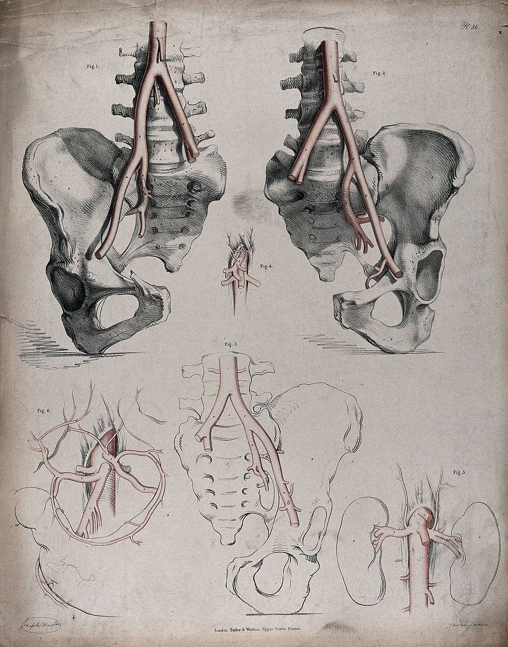 The circulatory system: dissections of the pelvic bones and diagrams showing the kidneys and intestines, with the arteries…