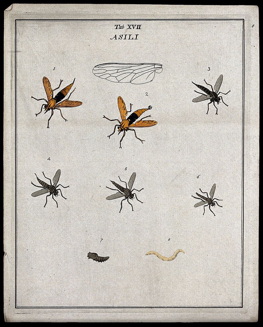 Six robber flies (Asilidæ species): adults, a larva and pupa. Coloured etching by M. Harris, ca. 1766.