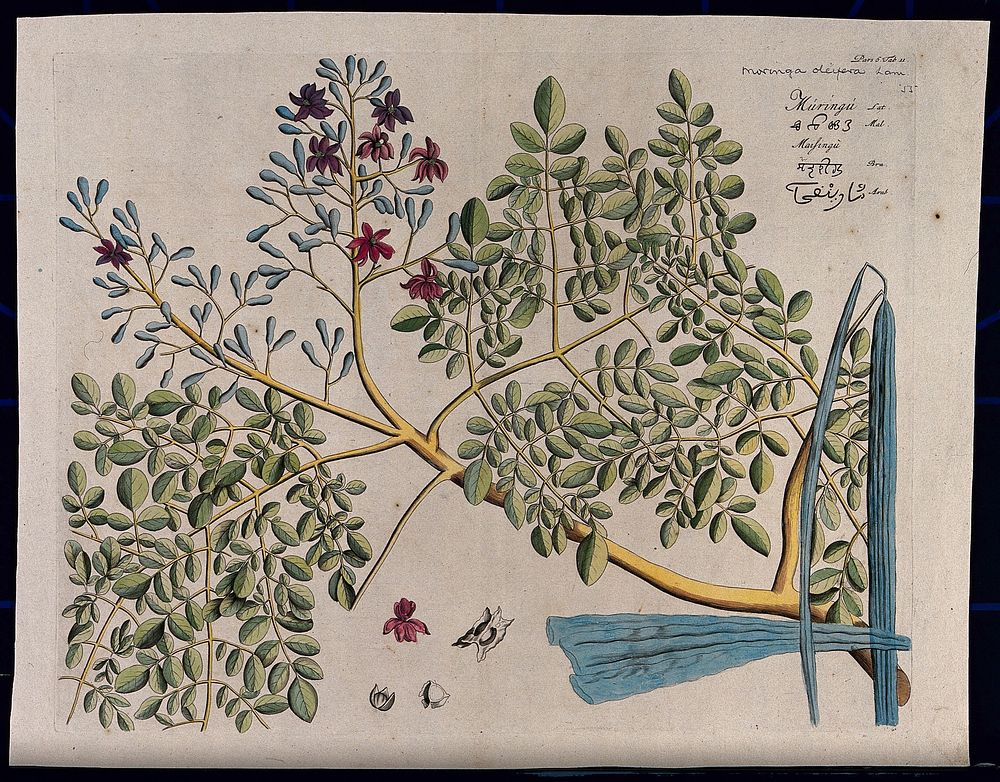 Horse-radish tree (Moringa oleifera Lam.): branch with flowers and separate flower, pods and seeds. Coloured line engraving.