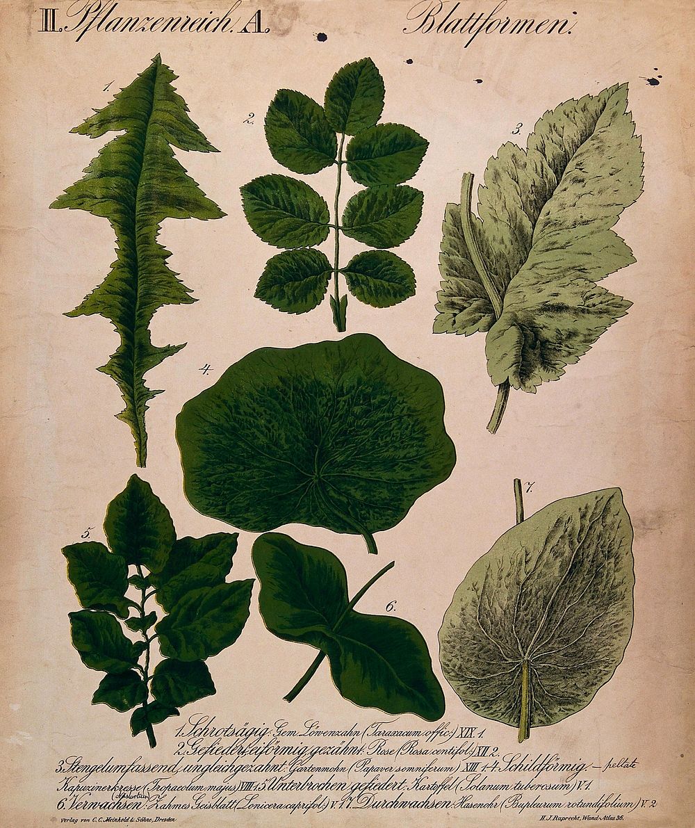 Seven leaves of different forms, including dandelion, rose, poppy, nasturtium and potato. Chromolithograph by H.J. Ruprecht…