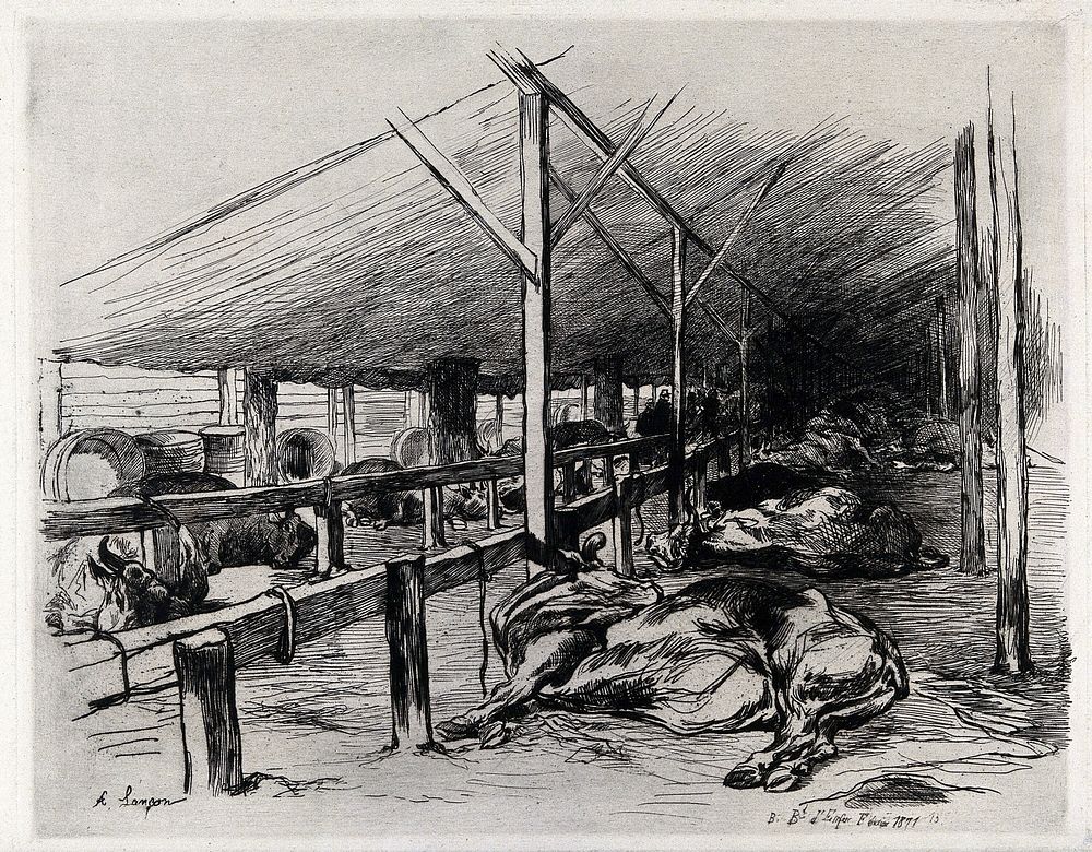 Cattle sleeping in a barn. Etching by A. Lançon, 1871.
