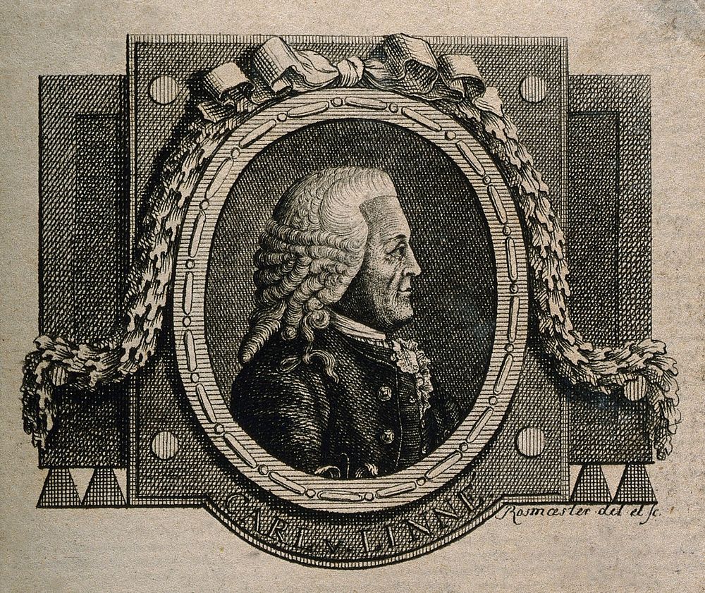 Carolus Linnaeus. Line engraving by F. Rossmaesler after C. F. Inlander, 1773.