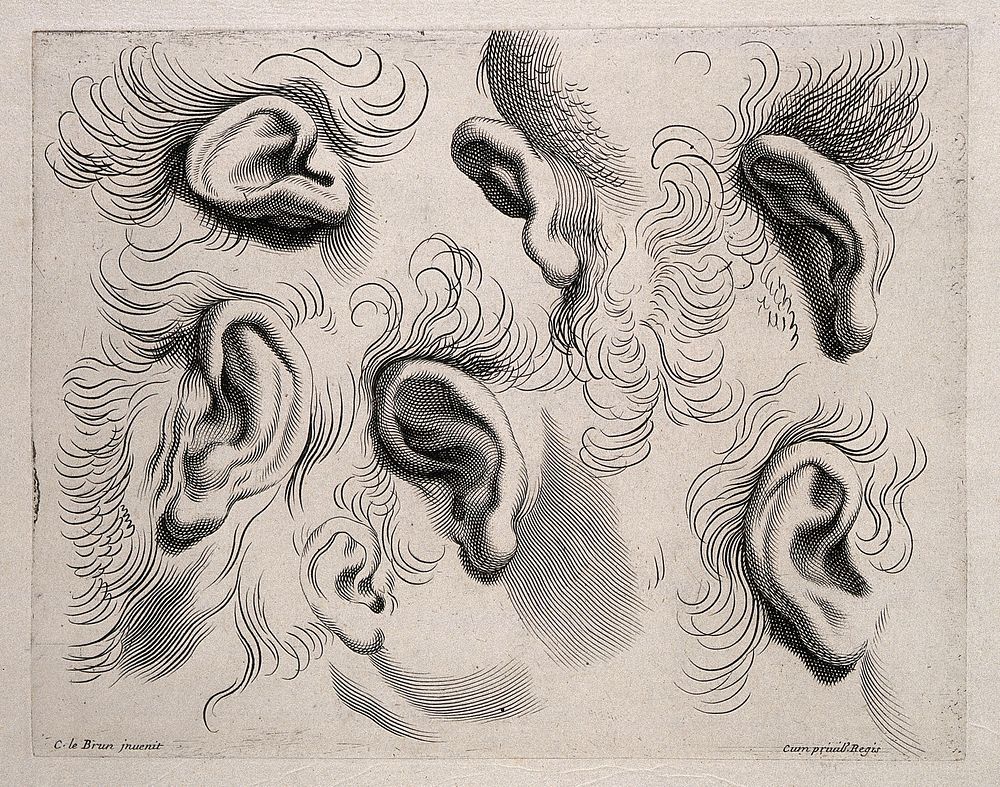 Five ears surrounded by hair. Engraving after C. Le Brun.