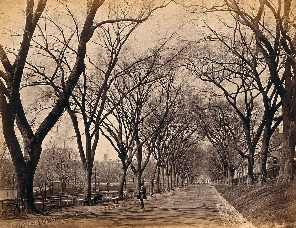 Boston, Massachusetts: a tree-lined avenue in a city park. Photograph, ca. 1880.