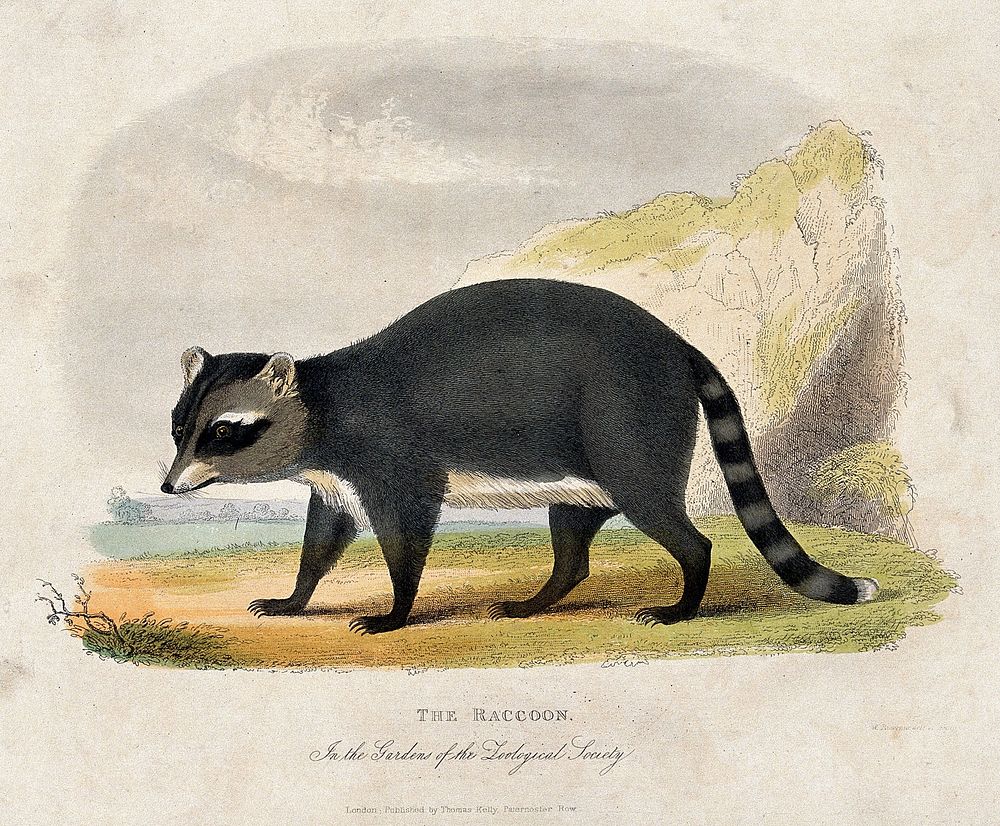 Zoological Society of London: a racoon. Coloured etching.