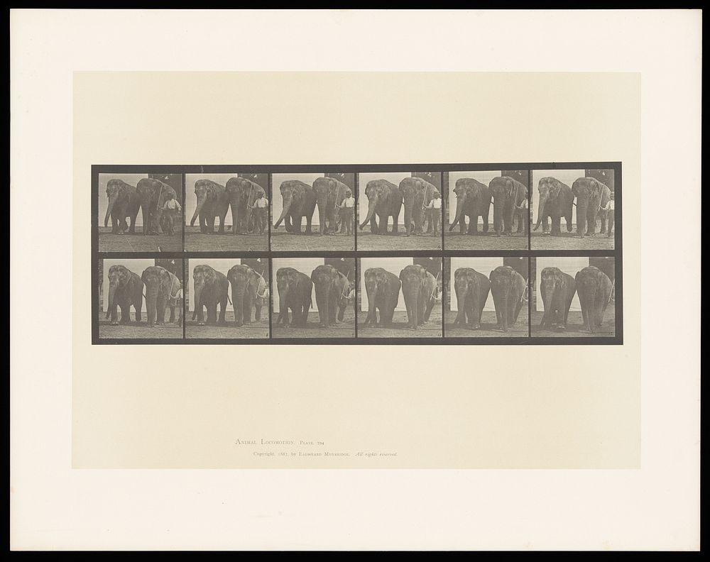 Two elephants and zoo keeper walking. Collotype after Eadweard Muybridge, 1887.