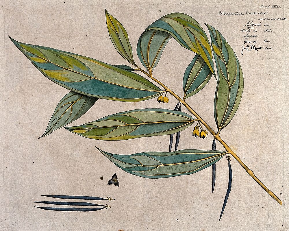 A species of Thottea: branch with flowers and pods and separate pods and sectioned flower. Coloured line engraving.