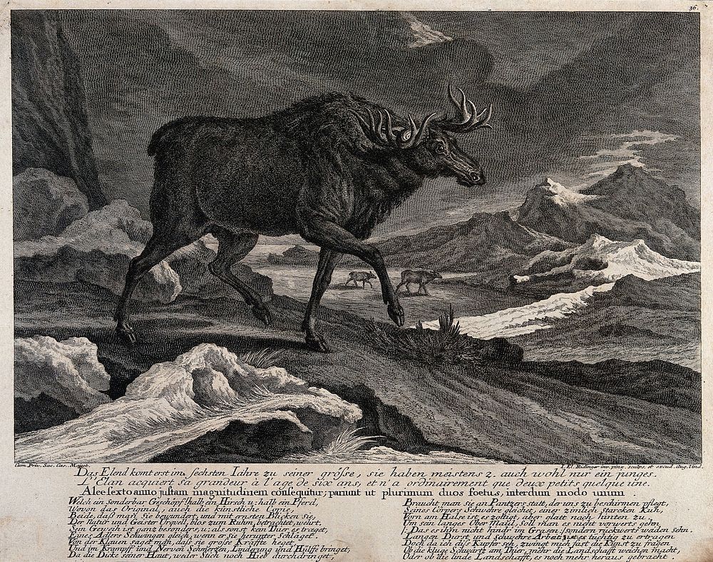 An elk walking through a snowy landscape in the mountains with other animals in the background. Etching by J.E. Ridinger.